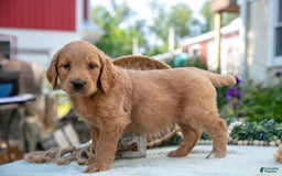 Goldendoodle dogs for sale: Teddy - Image 3