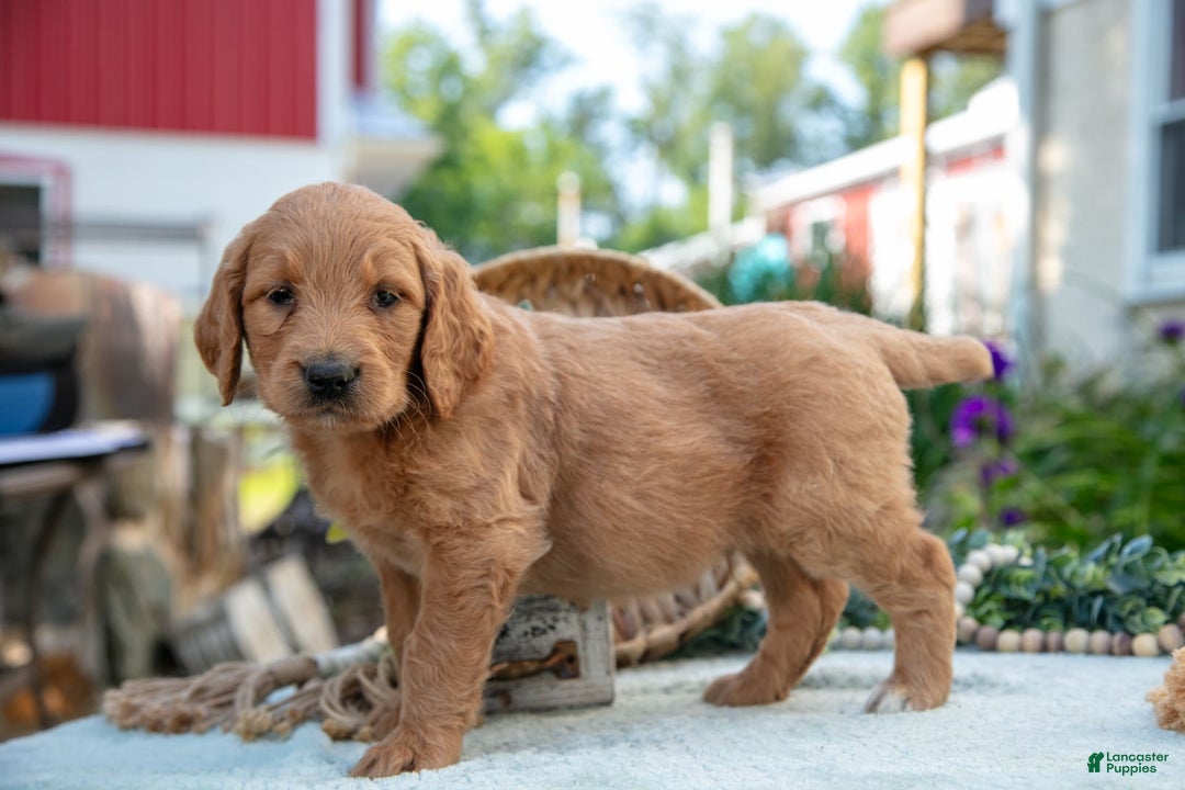 Goldendoodle dogs for sale: Teddy - Image 3