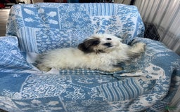 Teddy Bear dogs for sale: Teddy - Image 5