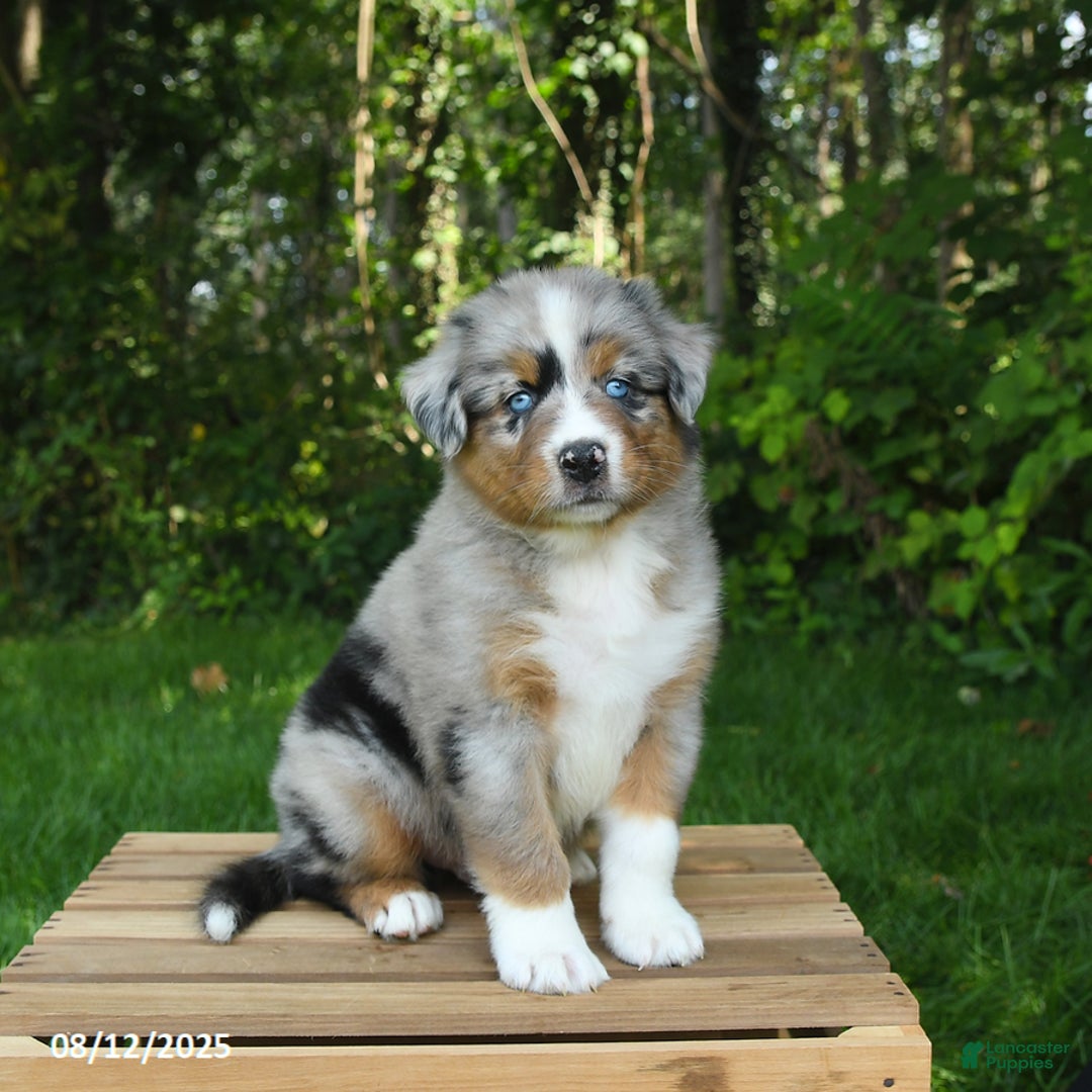 Australian Shepherd dogs for sale: Adrian - Image 1