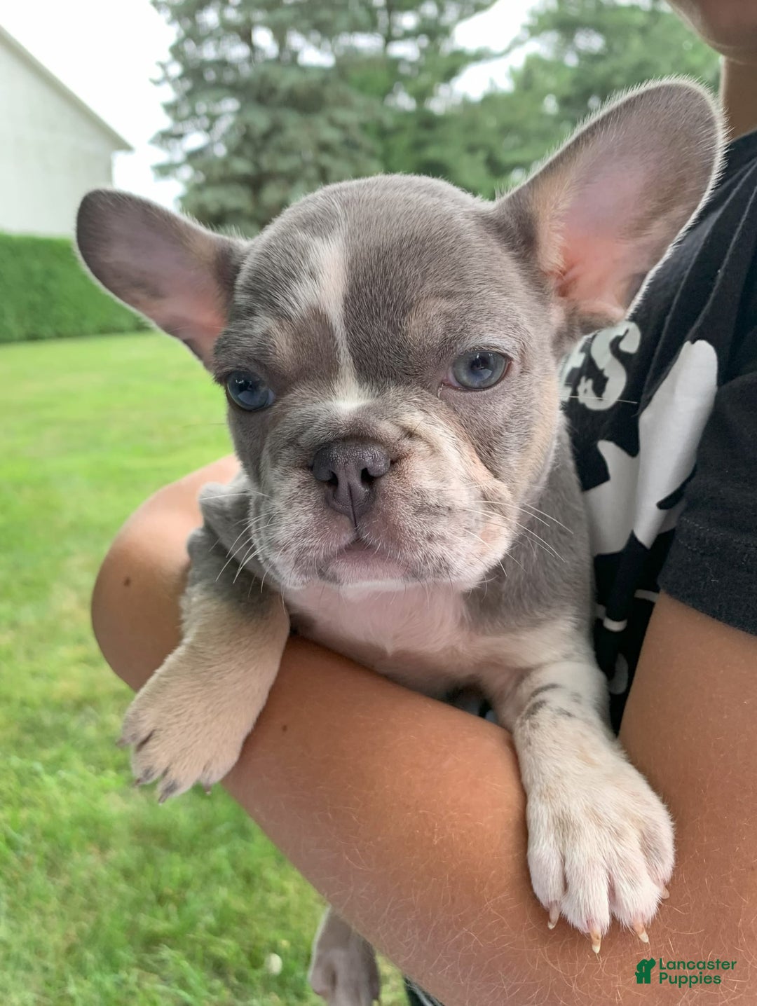 French Bulldog dogs for sale: June - Image 5