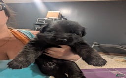 German Shepherd dogs for sale: Jesse - Image 3
