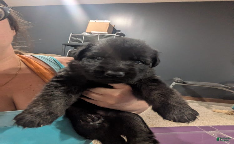 German Shepherd dogs for sale - Ad 3