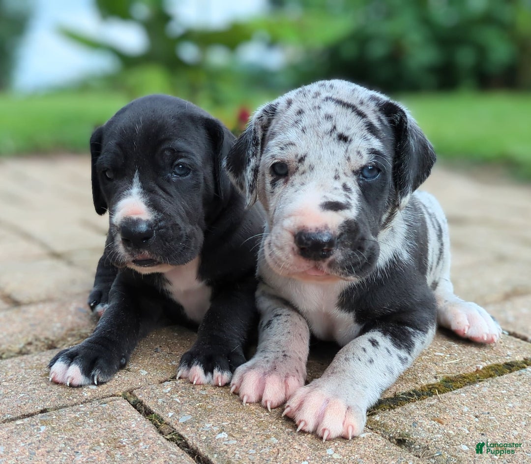 Great Dane dogs for sale: Blue - Image 3