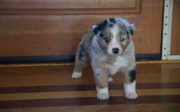 Australian Shepherd dogs for sale: Kiwi - Image 3