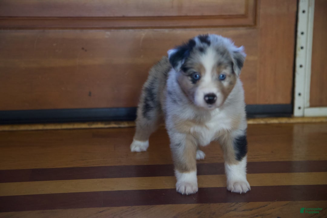 Australian Shepherd dogs for sale: Kiwi - Image 3