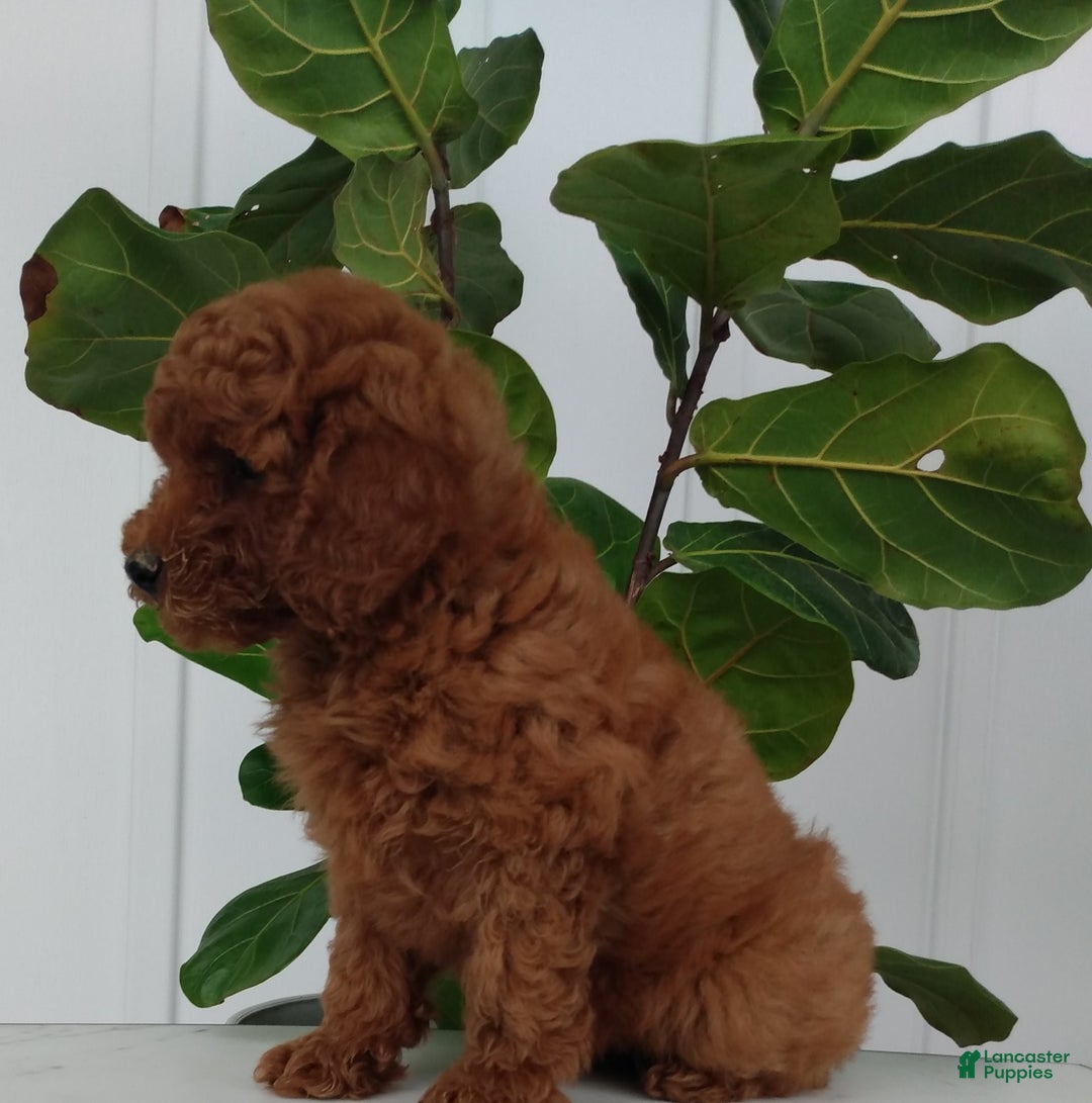 Miniature Poodle dogs for sale: Travis - Image 5