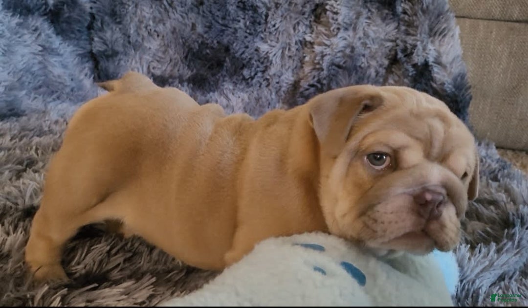 English Bulldog dogs for sale: Ozzy - Image 14