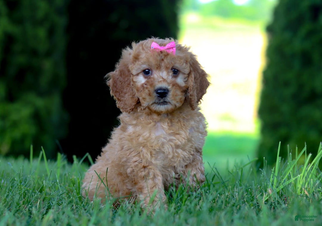 Goldendoodle dogs for sale: Sierra - Image 9