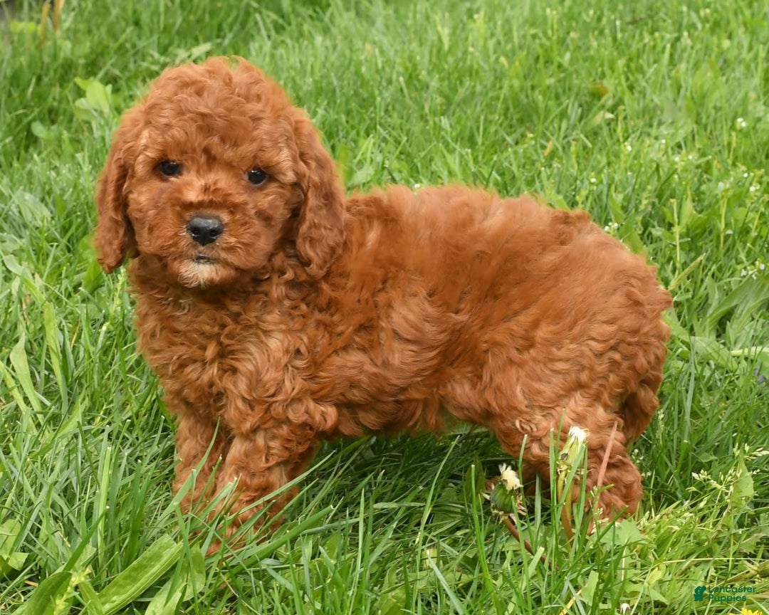 Mini Goldendoodle dogs for sale: Nina - Image 5