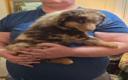 Australian Shepherd dogs for sale: Teddi - Image 9