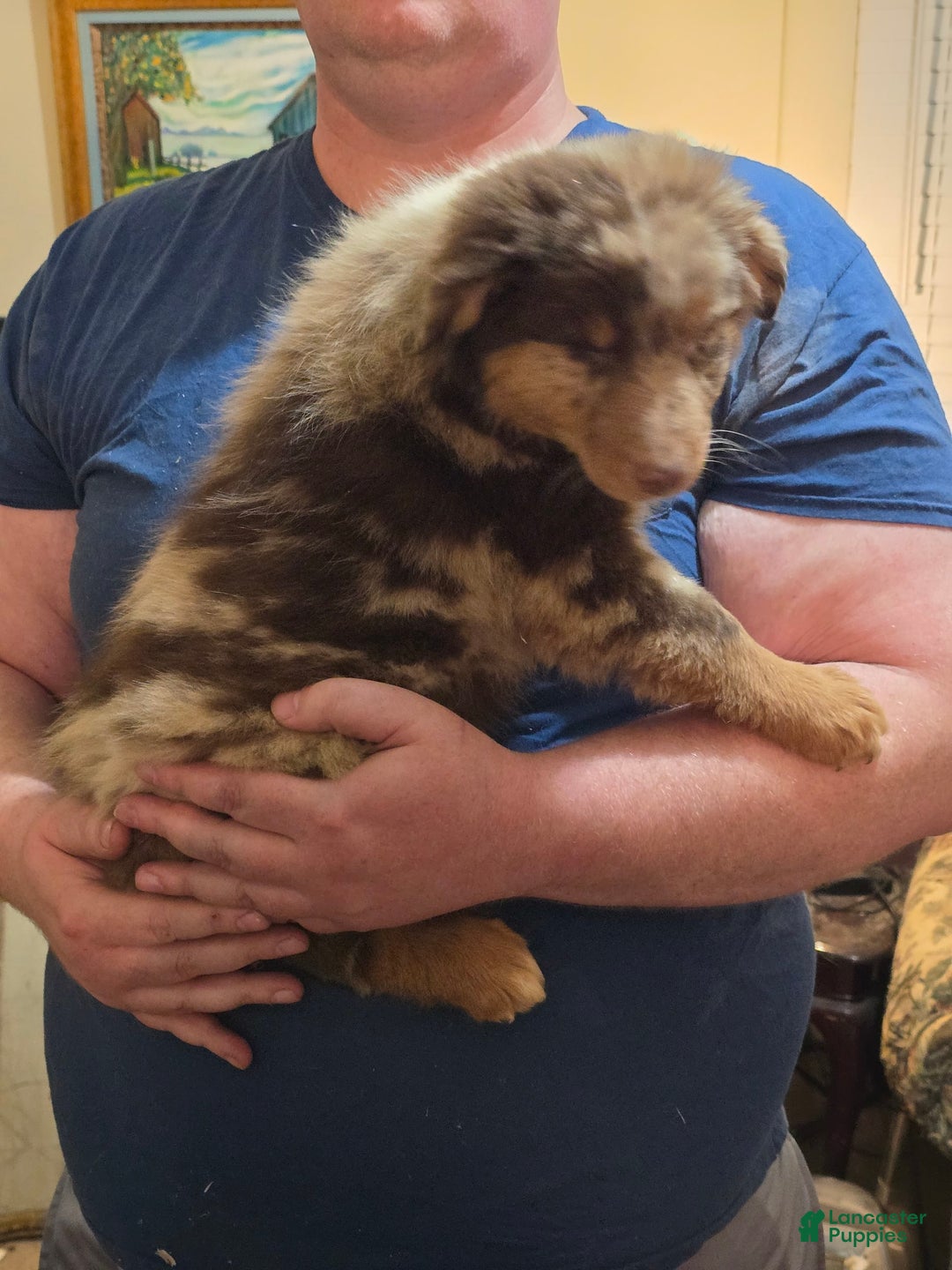 Australian Shepherd dogs for sale: Teddi - Image 9