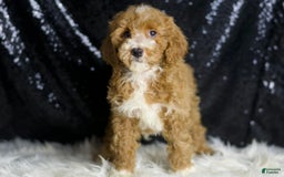 Mini Goldendoodle dogs for sale: Amber - Image 6