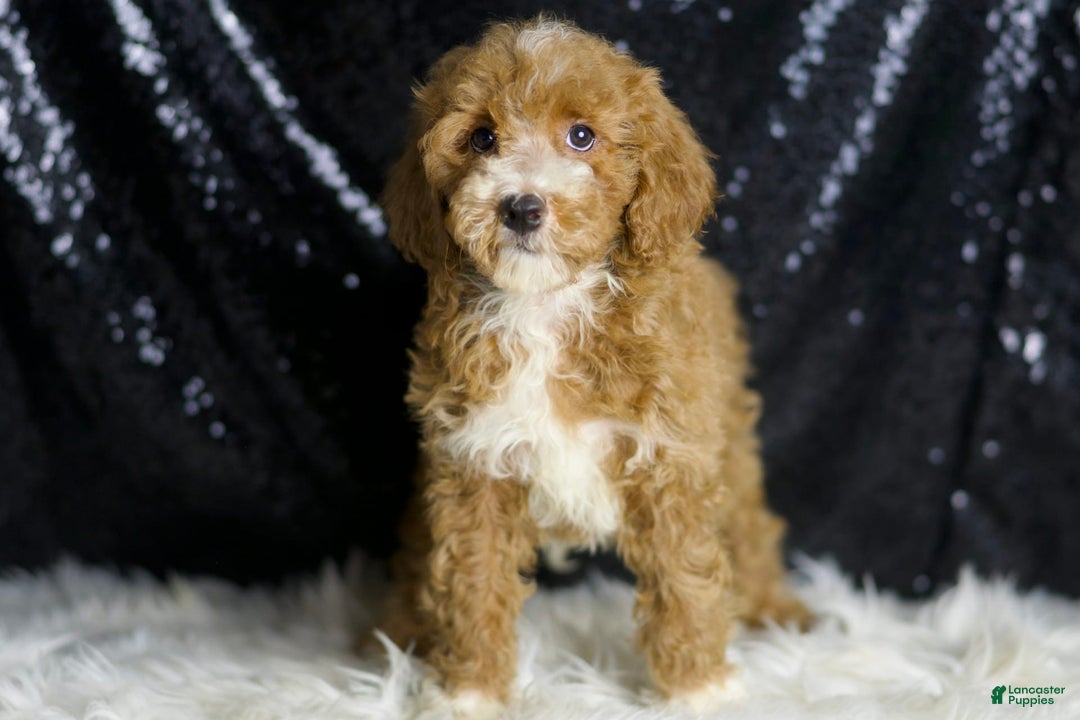Mini Goldendoodle dogs for sale: Amber - Image 6