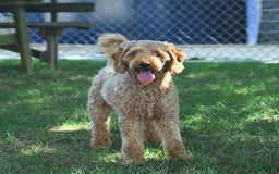 Irish Doodle dogs for sale: Ginger - Image 2