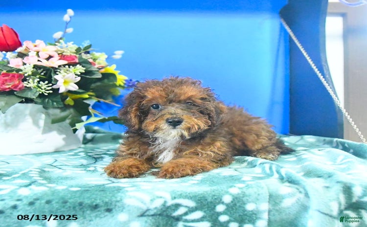 Toy Poodle dogs for sale - Ad 2