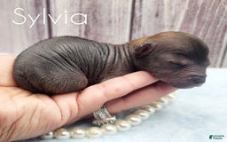 Chinese Crested dogs for sale: Sylvia - Image 1