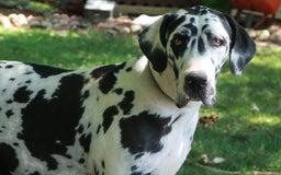 Great Dane dogs for sale: Beauty - Image 9