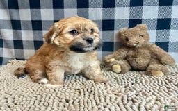 Teddy Bear dogs for sale: Sidney - Image 2