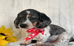 Dachshund dogs for sale: Miss Bailey - Image 17