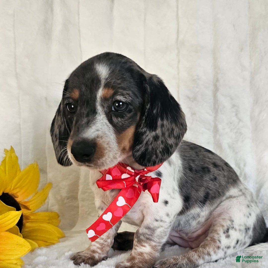 Dachshund dogs for sale: Miss Bailey - Image 17