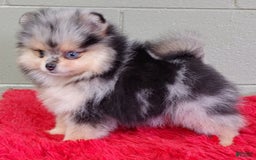 Pomeranian dogs for sale: Oliver - Image 1