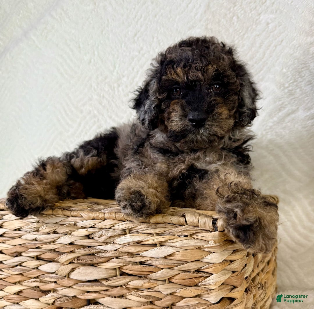 Cockapoo dogs for sale: Cockapoo 5 puppies - Image 3