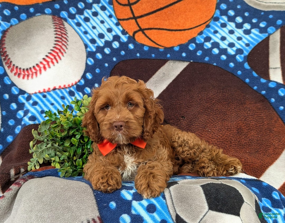 Cockapoo dogs for sale: Farlow - Image 2