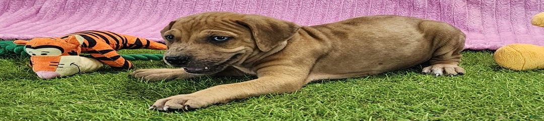 Duchess 2025 Female 4