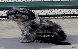 Aussiedoodle dogs for sale: Gutchie - Image 1