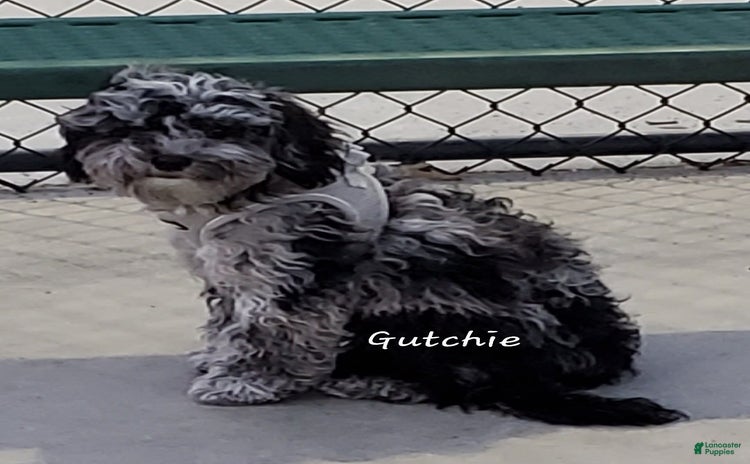 Aussiedoodle dogs - Advert 33