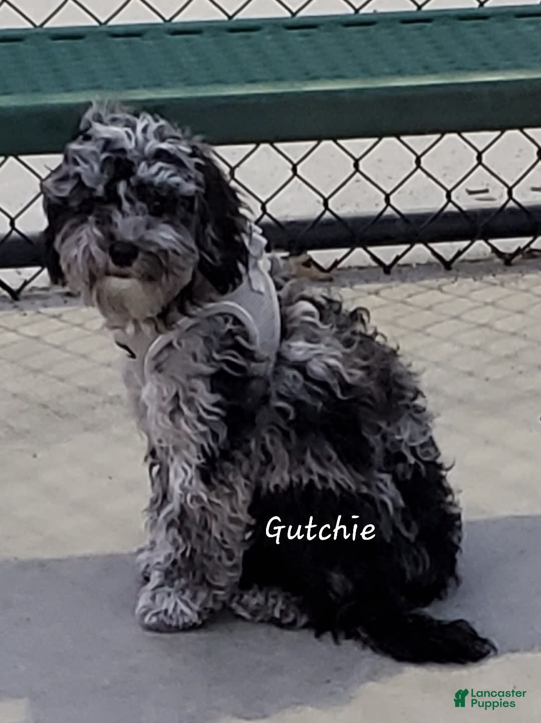 Aussiedoodle dogs for sale: Gutchie - Image 1