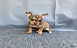 Chihuahua dogs for sale: Remi - Image 15