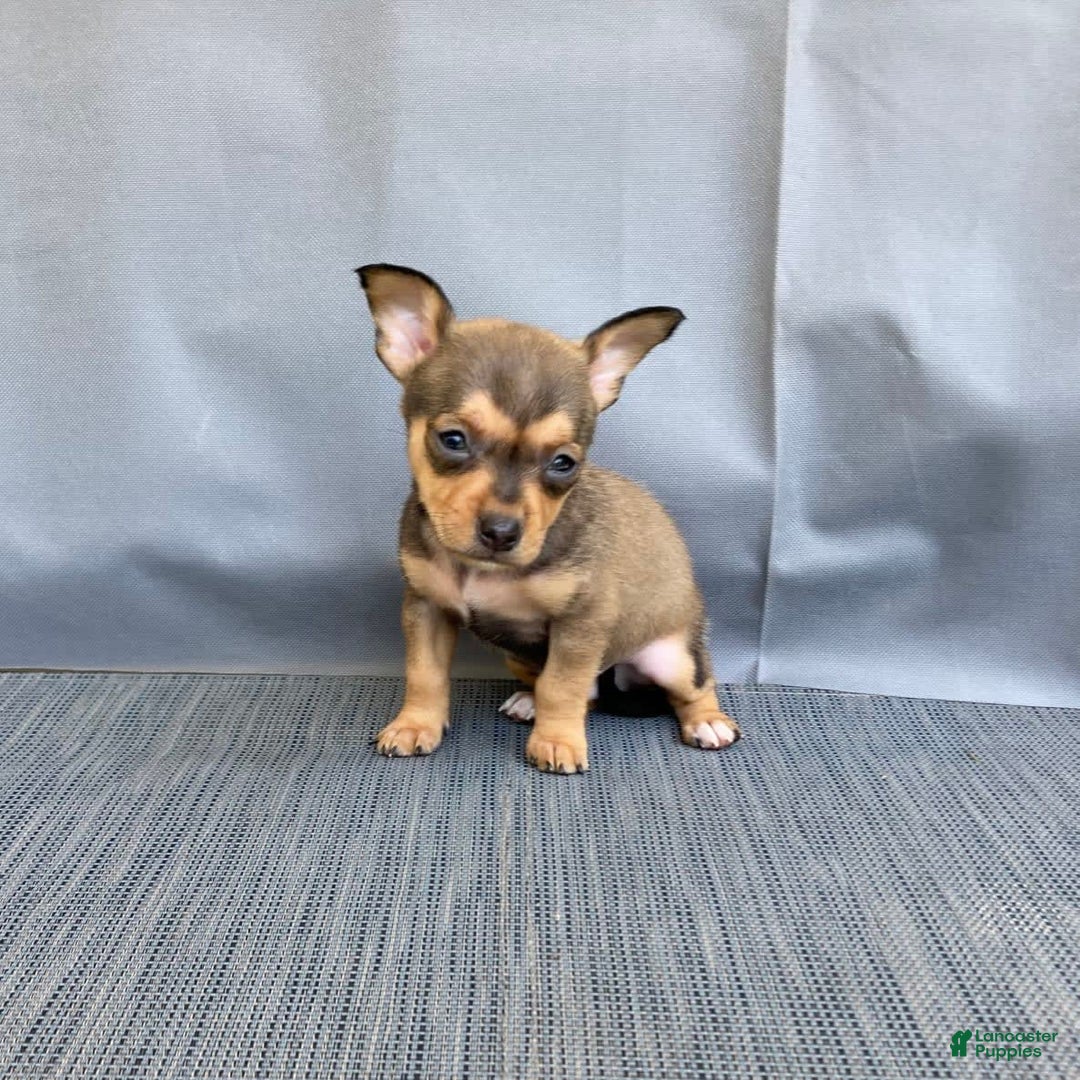 Chihuahua dogs for sale: Remi - Image 15