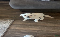Maltipoo dogs for sale: Ghost - Image 12