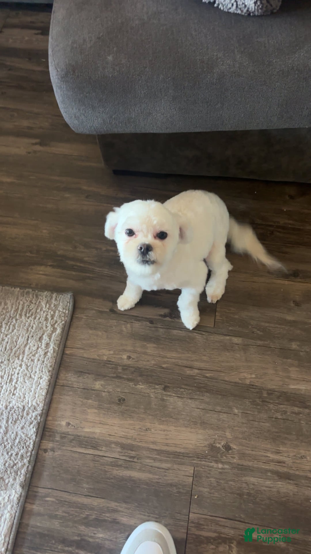 Maltipoo dogs for sale: Ghost - Image 12