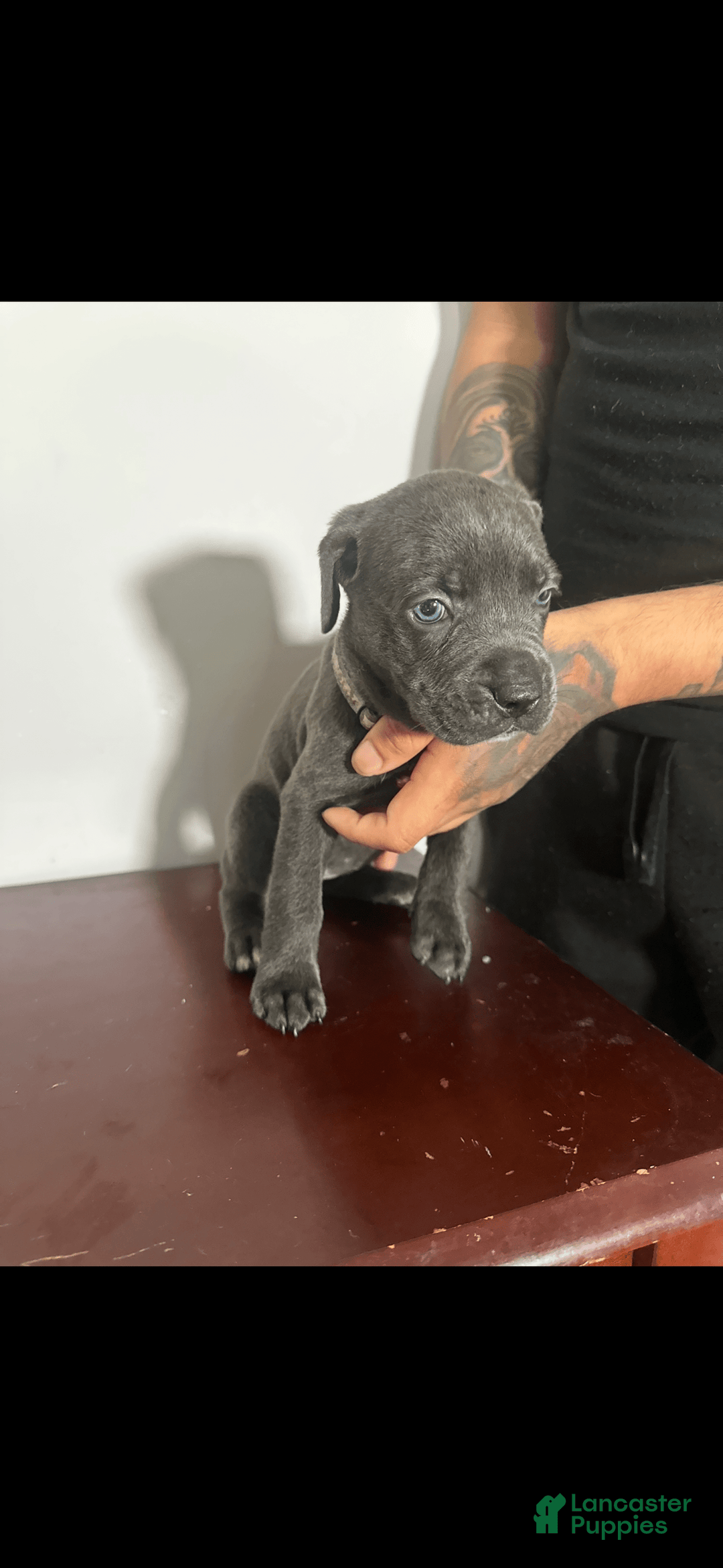 Cane Corso dogs for sale: Gracie - Image 1