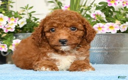 Miniature Poodle dogs for sale: Roger - Image 5