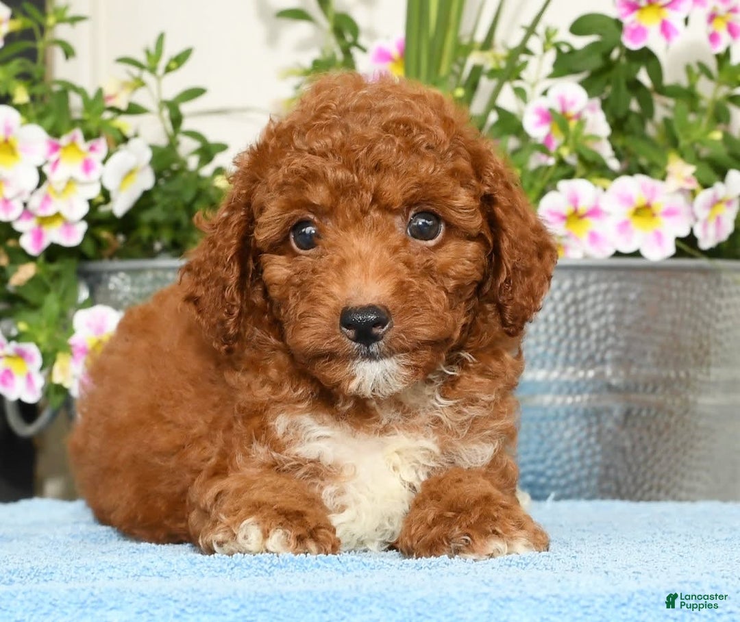 Miniature Poodle dogs for sale: Roger - Image 5
