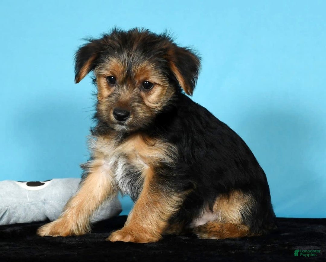 Yorkshire Terrier dogs for sale: Joey - Image 8