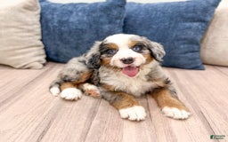 Mini Bernedoodle dogs for sale: Heidi - Image 2