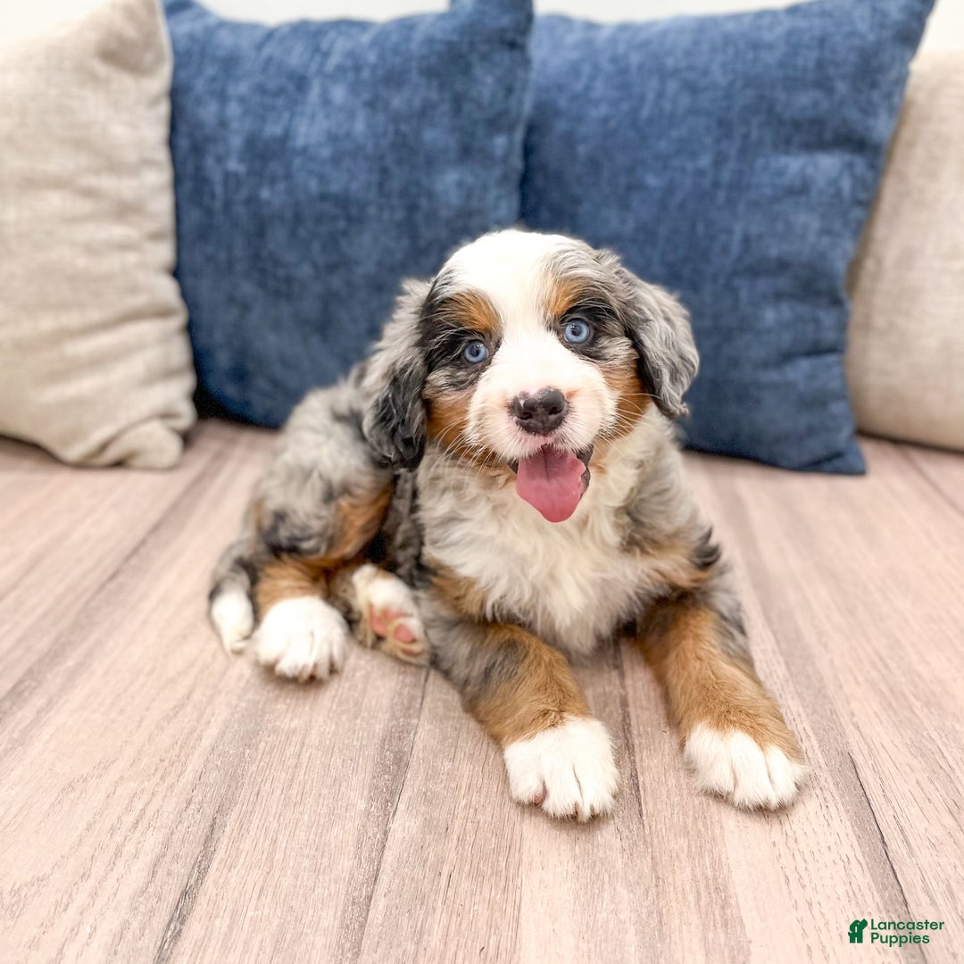 Mini Bernedoodle dogs for sale: Heidi - Image 2