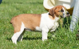 Beabull dogs for sale: Angie - Image 14