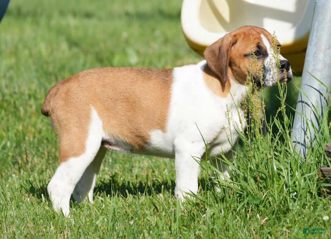Beabull dogs for sale: Angie - Image 14