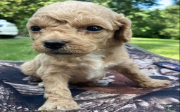 Labradoodle dogs for sale: Kennedy - Image 3