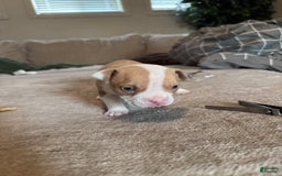 American Bully dogs for sale: Baby Zee - Image 2