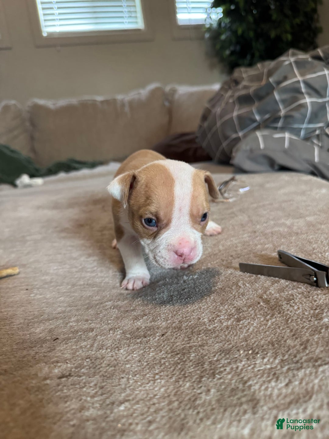 American Bully dogs for sale: Baby Zee - Image 2