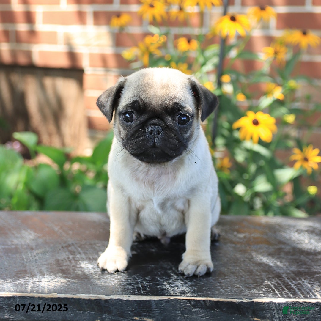 Pug dogs for sale: Benji - Image 4