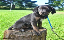 Golden Retriever dogs for sale: Tang - Image 1