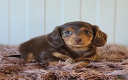 Miniature Dachshund dogs for sale: Roseabelle - Image 9